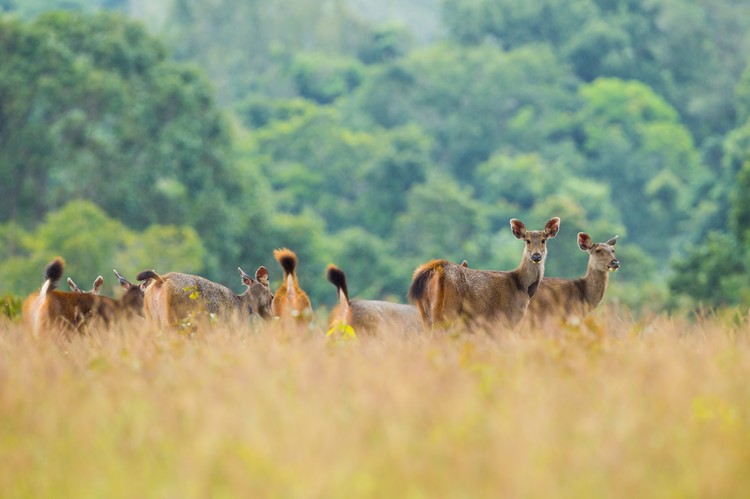 Khao Yai Nationaal Park - Thailand